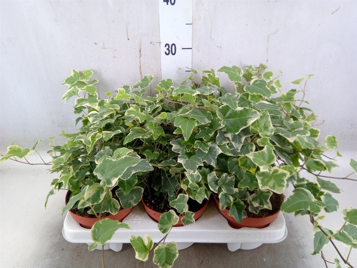 <h4>Hedera   ...variegated</h4>