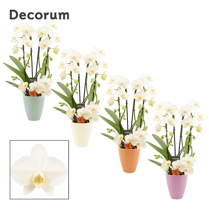 <h4>Phalaenopsis twirl wit in Carly (Craft world-collection)</h4>