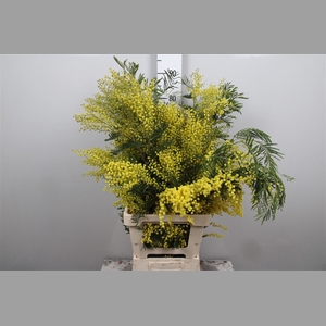 Acacia (mimosa) Tak Select