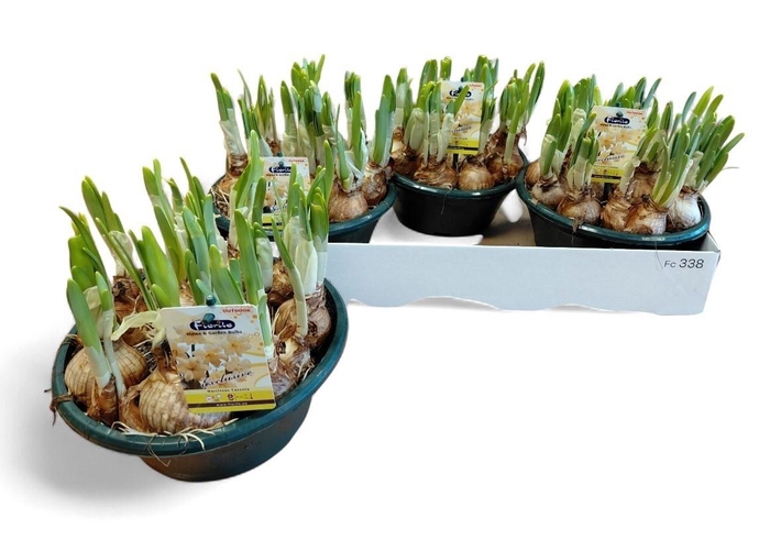 <h4>NARC CO CASSATA</h4>