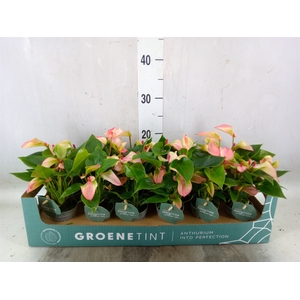 Anthurium  'Matata'