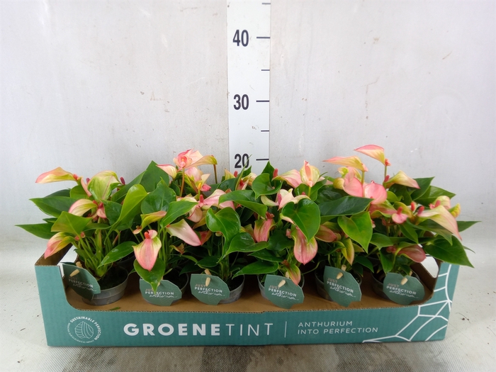 <h4>Anthurium  'Matata'</h4>
