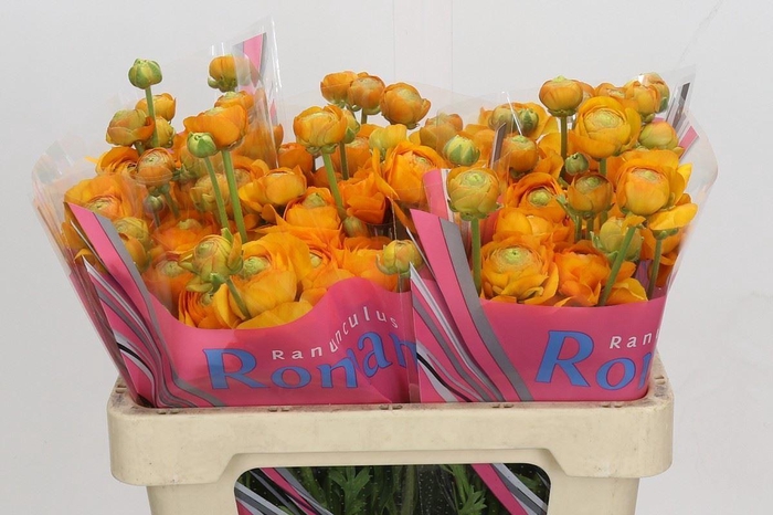 <h4>RANUNCULUS ROMANCE</h4>