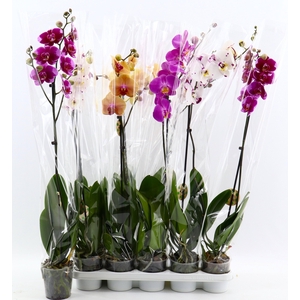 PHAL GEM 6 KL