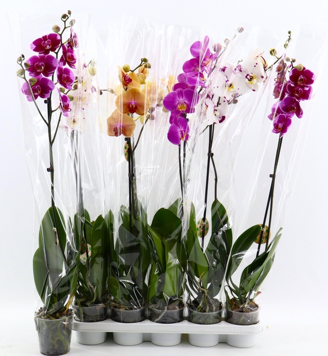 <h4>PHAL GEM 6 KL</h4>