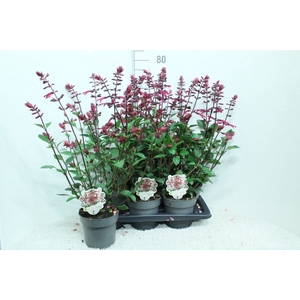 Salvia   ...