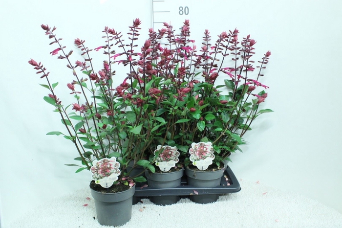 <h4>Salvia   ...</h4>