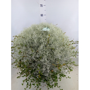 Leucophyta brownii 'Silvercalos'