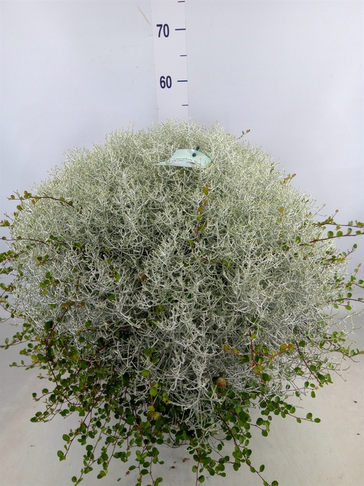 <h4>Leucophyta brownii 'Silvercalos'</h4>