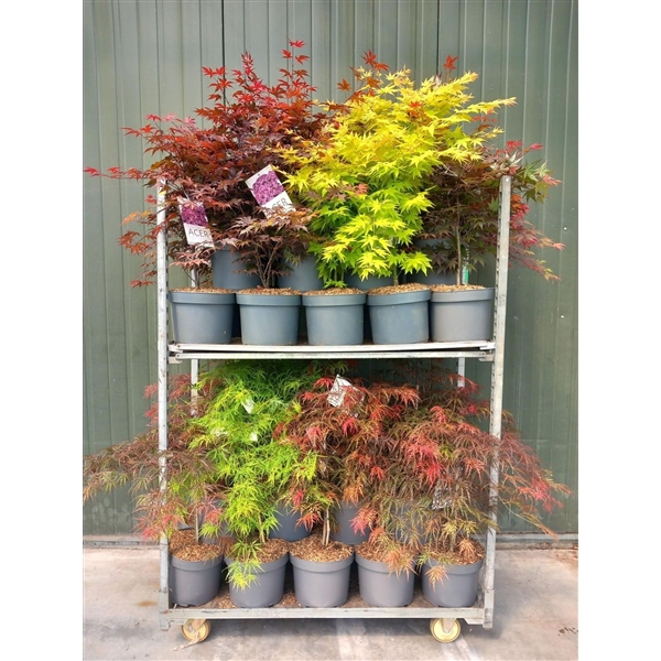 <h4>Acer palmatum mix C10</h4>