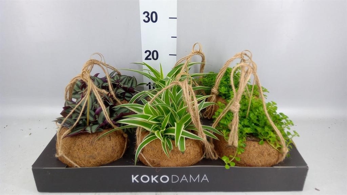 <h4>Planten Groen   ...mix  5</h4>