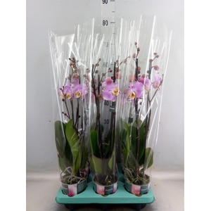 Phalaenopsis   ...