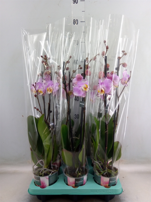 <h4>Phalaenopsis   ...</h4>