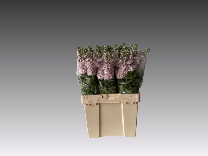 <h4>MATTH FIGARO L ROSE</h4>