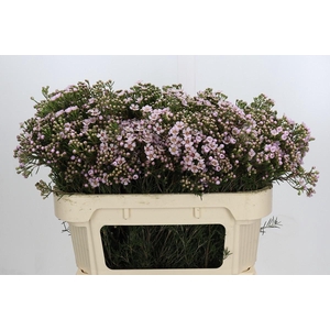 Chamelaucium Jupiter Solar