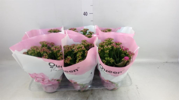 <h4>Kalanchoe  'MoreFlow Augusta'</h4>