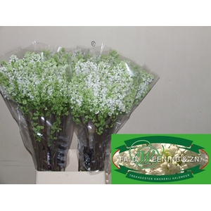 SYR V MME FL STEPMAN