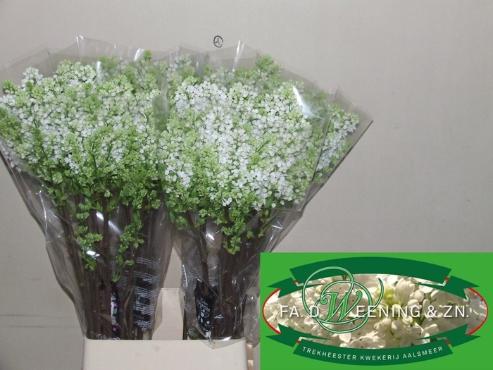 <h4>SYR V MME FL STEPMAN</h4>