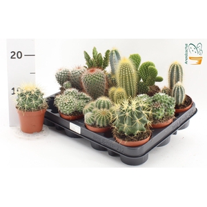 Cactus gemengd