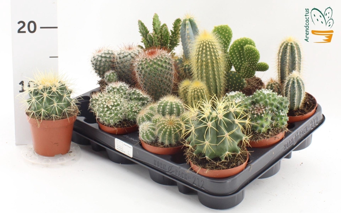 <h4>Cactus gemengd</h4>