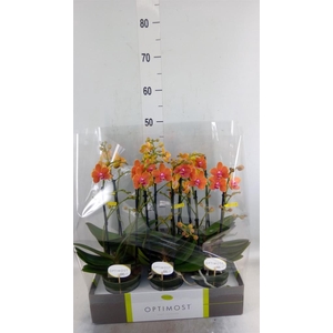 Phalaenopsis multi. 'Paprika'