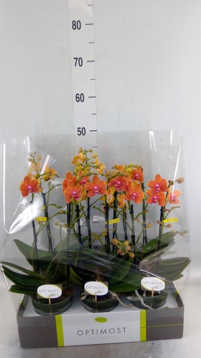 <h4>Phalaenopsis multi. 'Paprika'</h4>