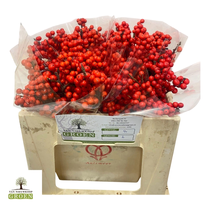 <h4>ILEX VE RODE BES</h4>