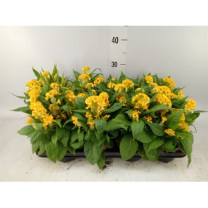 Celosia arg. CR 'Twisted Yellow'
