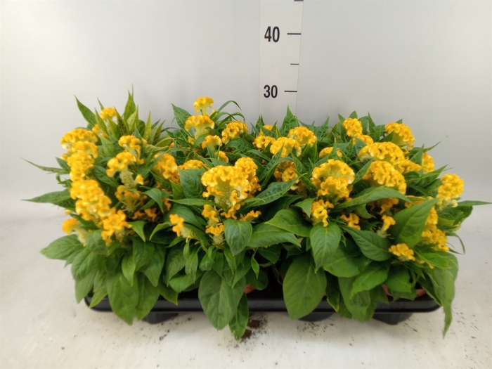 <h4>Celosia arg. CR 'Twisted Yellow'</h4>