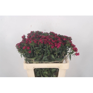 DI BARB AM NEON CHER