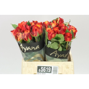 Rosa Gr Atomic