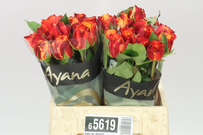 <h4>Rosa Gr Atomic</h4>