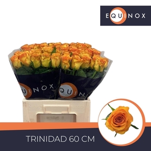 R GR TRINIDAD