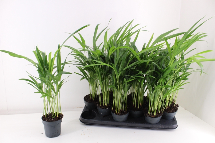 <h4>DYPSIS LUTESCENS</h4>