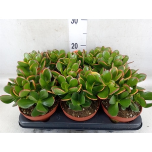 Crassula ovata 'Sunset'