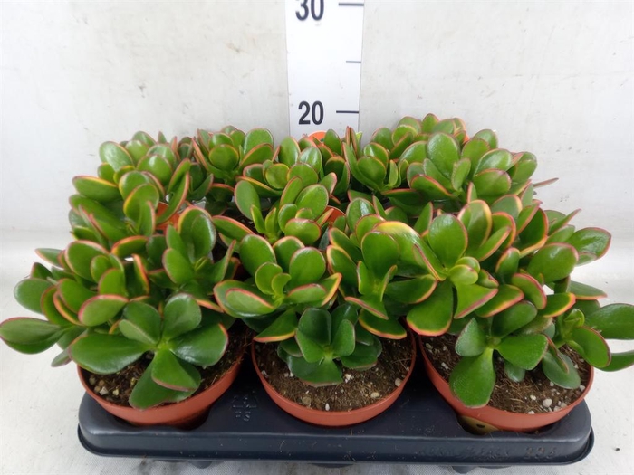 <h4>Crassula ovata 'Sunset'</h4>