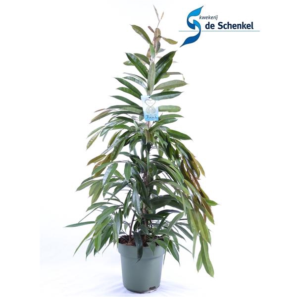<h4>Ficus binnendijkii 'Amstel King'</h4>