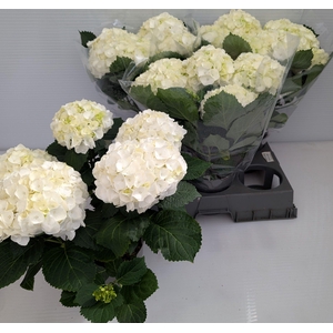 HYDR M CRYSTAL PALAC