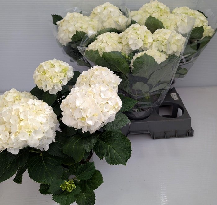 <h4>HYDR M CRYSTAL PALAC</h4>