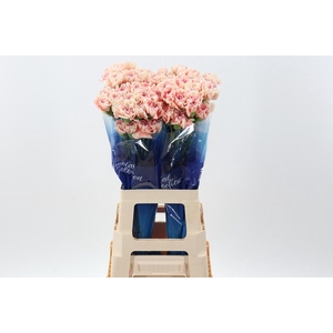 Di St Happy Hoshi Hi