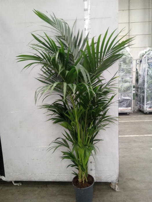 <h4>Howea forsteriana</h4>