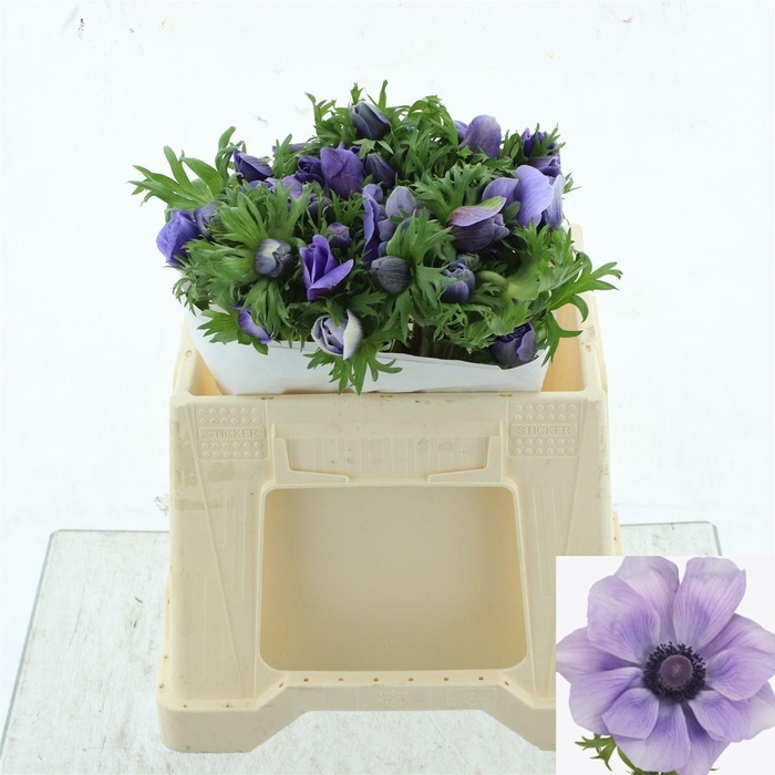 <h4>ANEM CO MIS + AZZURR</h4>