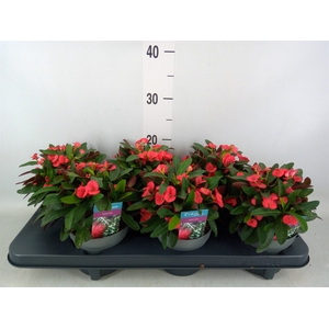 Euphorbia milii 'Maxi Olympia'