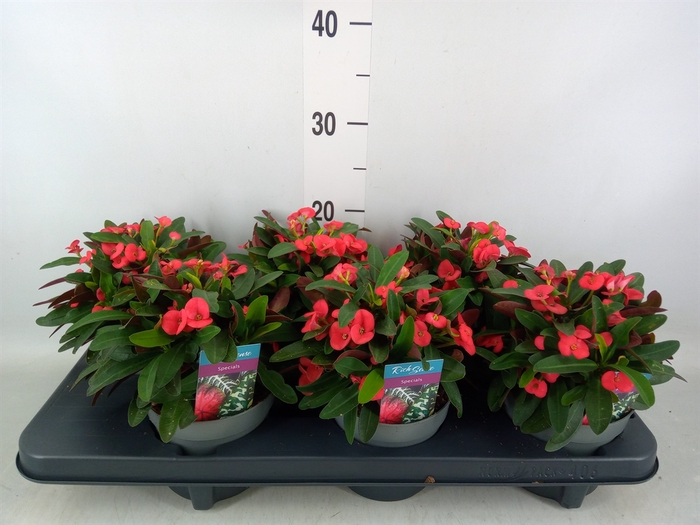 <h4>Euphorbia milii 'Maxi Olympia'</h4>