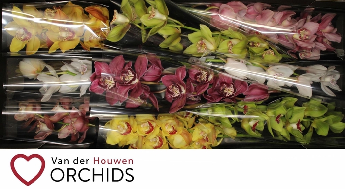 <h4>60 cm Gemengd..</h4>