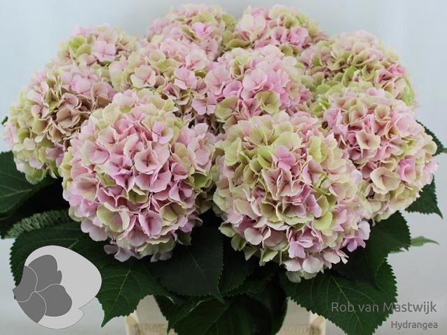 <h4>Hydr M Ch Verena Cl</h4>
