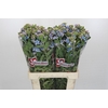 Oxypetalum Tweedia Blue