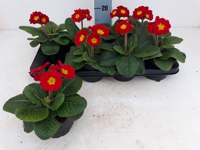 <h4>PRIM ELATIOR</h4>