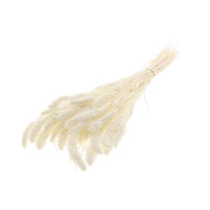 Bunch Setaria Slv L75 150g