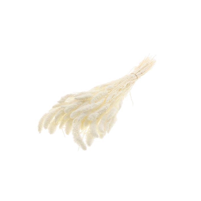 <h4>Bunch Setaria Slv L75 150g</h4>